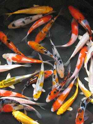 Koi , breeder exporter from Thailand